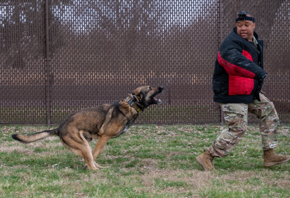 Military Working Dog Appreciation