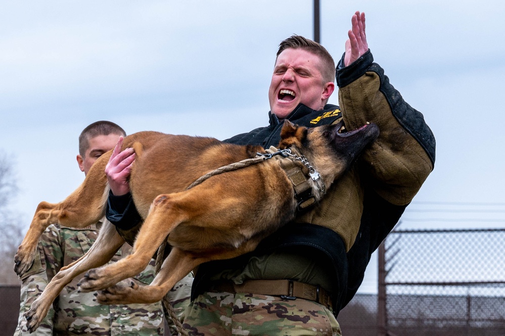 Military Working Dog appreciation