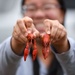 11th Annual Crawfish Cook-Off brings the heat