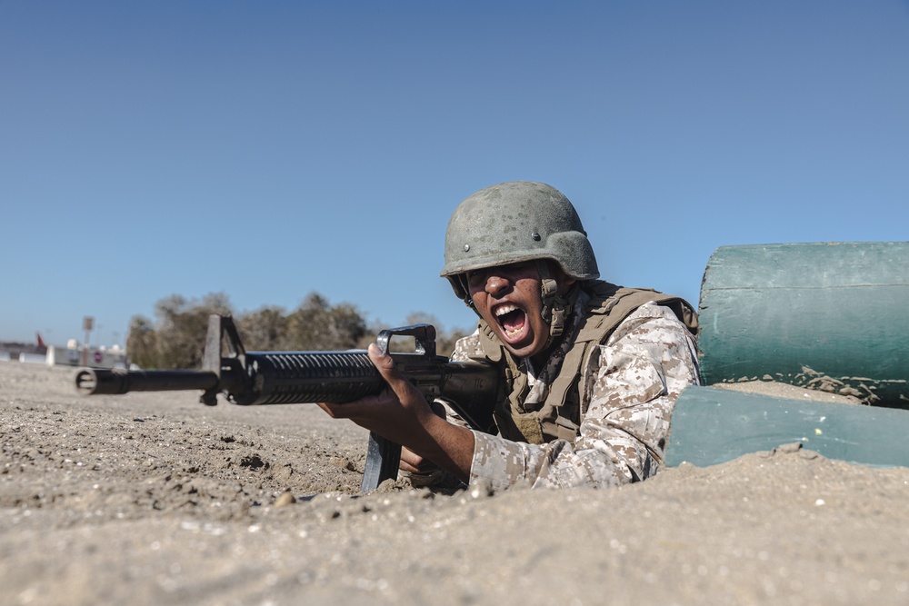 Fox Company BAC &amp; Pugil Sticks