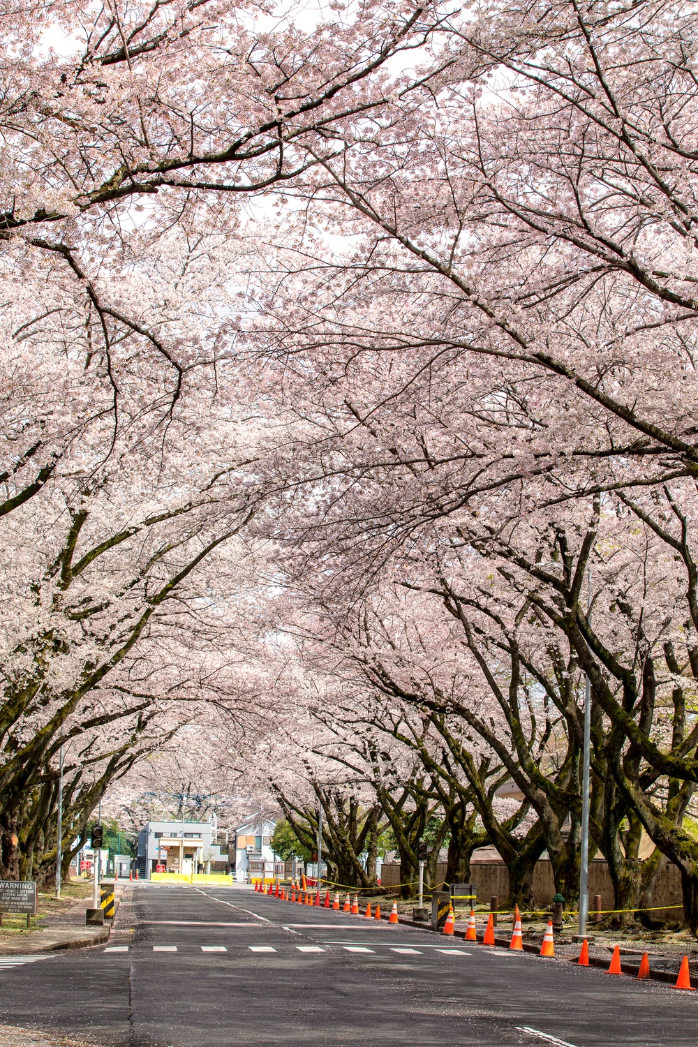 Yokota in Full Bloom