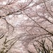Yokota in Full Bloom