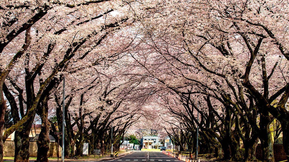 Yokota in Full Bloom