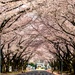 Yokota in Full Bloom