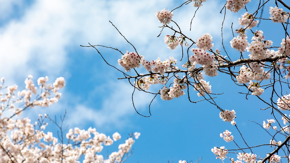 Yokota in Full Bloom
