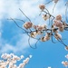 Yokota in Full Bloom