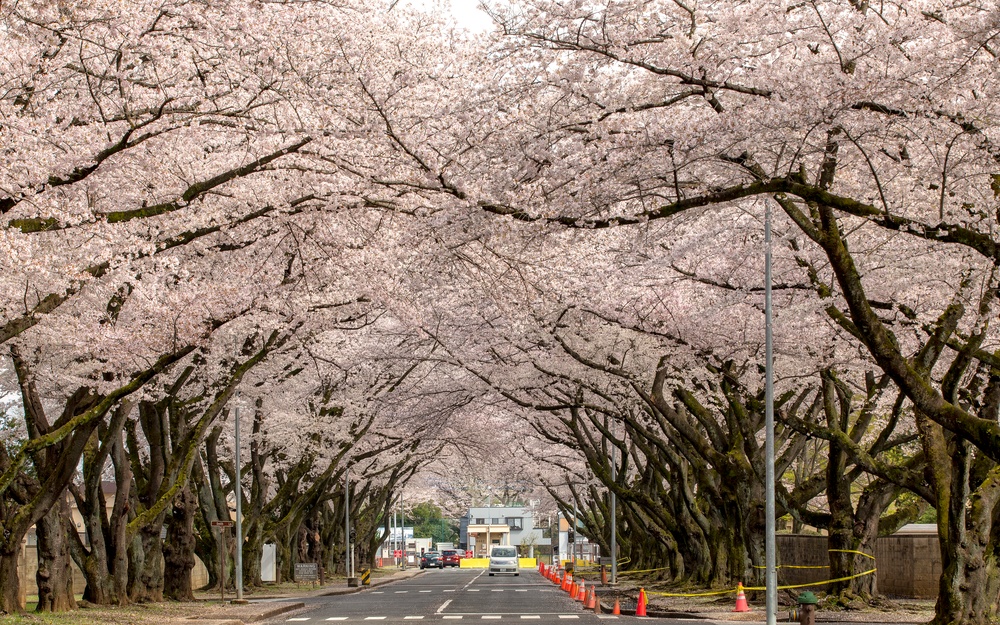 Yokota in Full Bloom