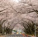 Yokota in Full Bloom