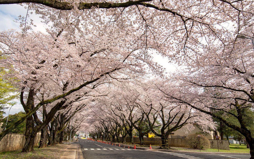 Yokota in Full Bloom