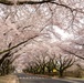 Yokota in Full Bloom