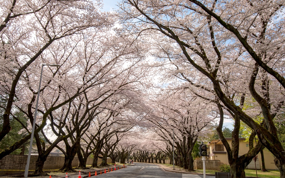 Yokota in Full Bloom