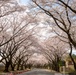 Yokota in Full Bloom