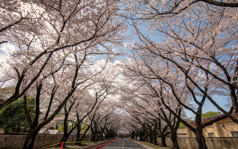 Yokota in Full Bloom