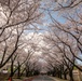Yokota in Full Bloom