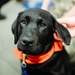 Mutts With a Mission Visit Sailors aboard George Washington