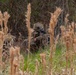 Elements of the 26th MEU Conduct MOUT Training