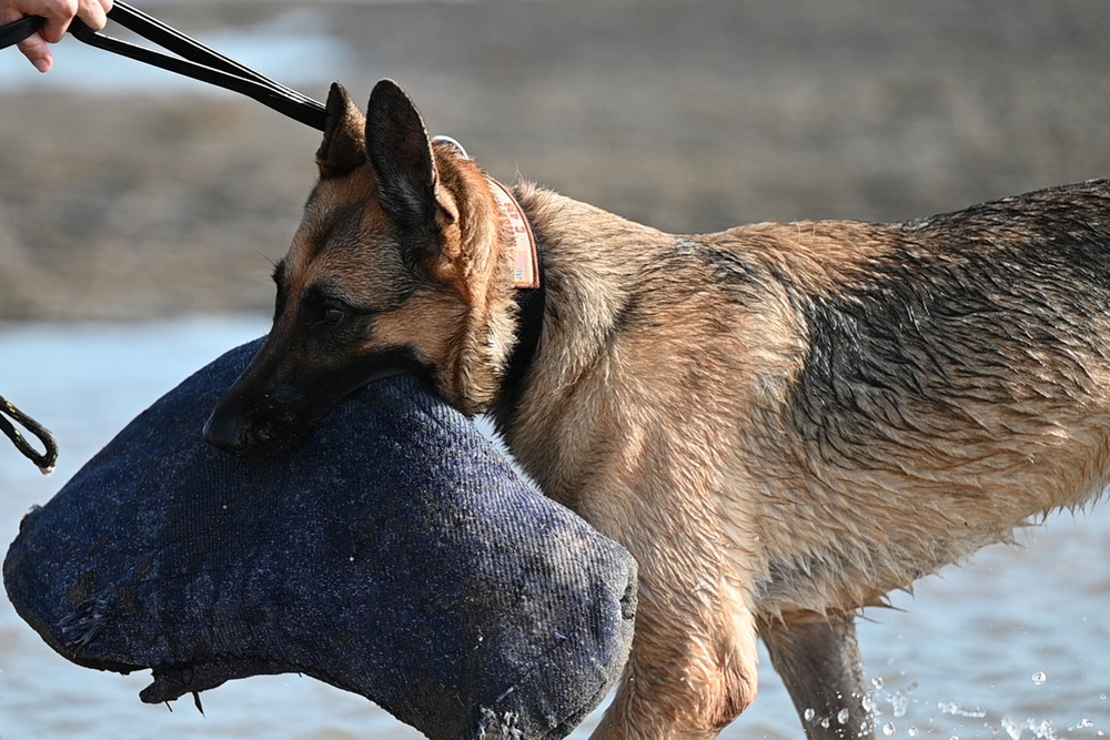 CJTF-HOA MWD team conducts water aggression training with a French Armed Forces MWD team