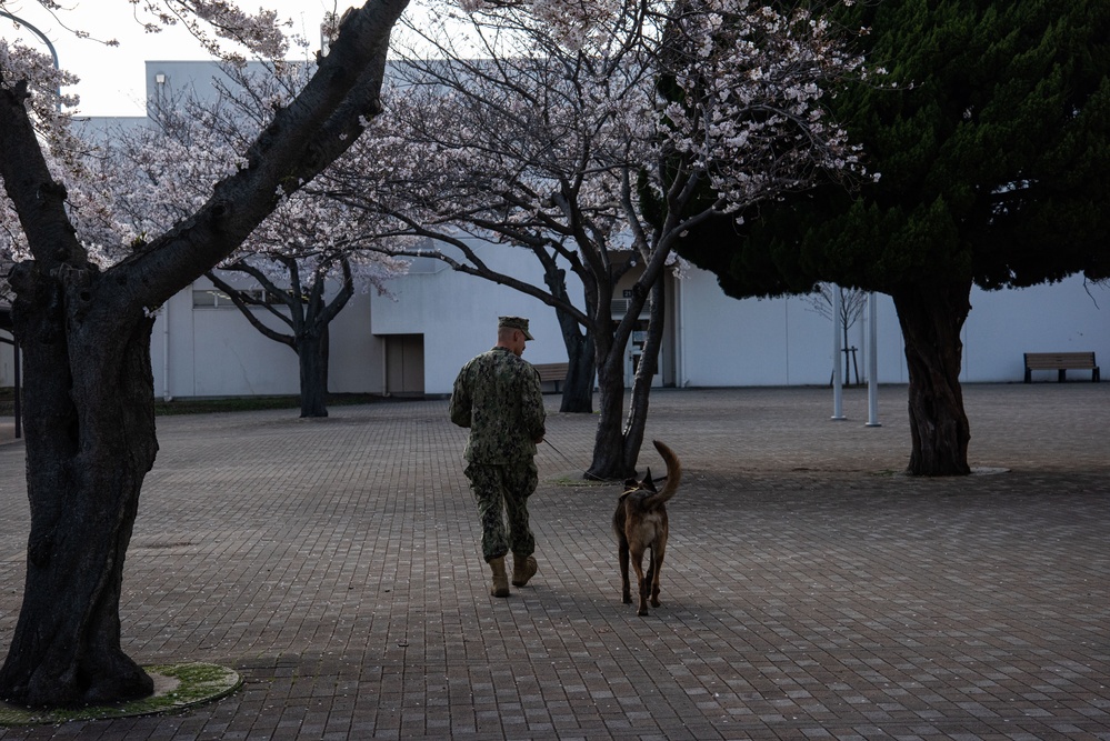 CFAY Military Working Dog Training
