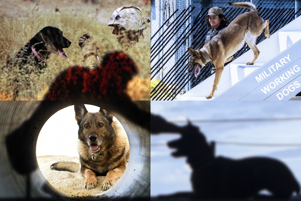 USAMMDA works to modernize lifesaving treatment for K-9 partners