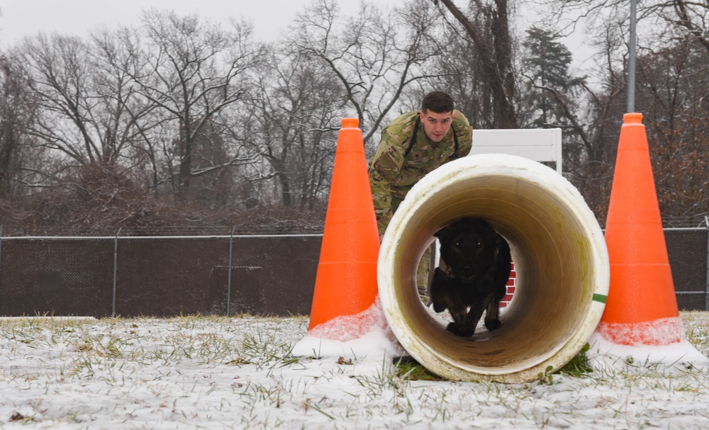 Military Working Dog stands cybersecurity duty on DoD Global Directory login page