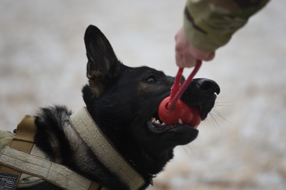 Military Working Dog stands cybersecurity duty on DoD Global Directory login page