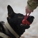 Military Working Dog stands cybersecurity duty on DoD Global Directory login page