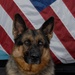 Military Working Dog stands cybersecurity duty on DoD Global Directory login page