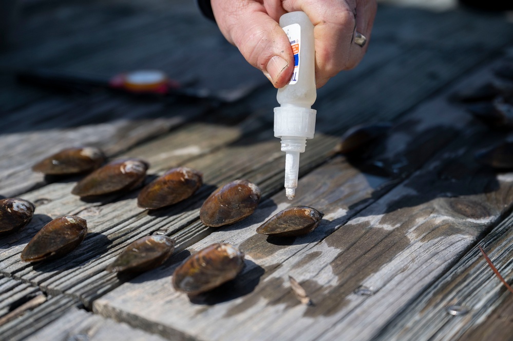 JBAB releases mussels to clean Potomac, Anacostia Rivers