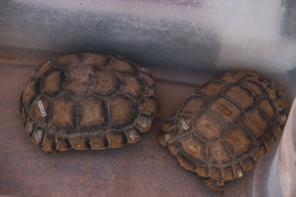 The Combat Center relocated 107 tortoises from the TRACRS facility back to the wild