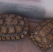 The Combat Center relocated 107 tortoises from the TRACRS facility back to the wild