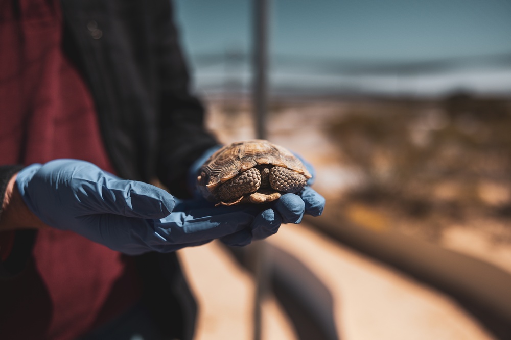 The Combat Center relocated 107 tortoises from the TRACRS facility back to the wild