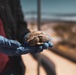 The Combat Center relocated 107 tortoises from the TRACRS facility back to the wild