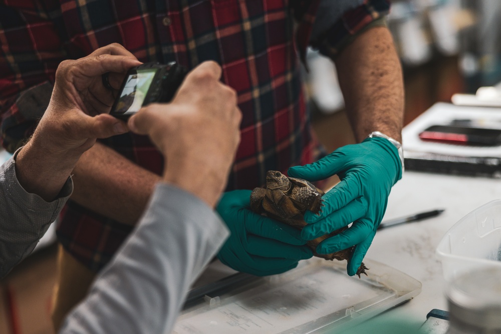 The Combat Center relocated 107 tortoises from the TRACRS facility back to the wild