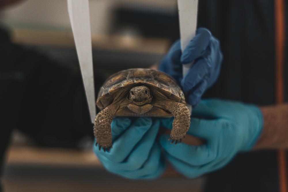 The Combat Center relocated 107 tortoises from the TRACRS facility back to the wild