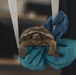 The Combat Center relocated 107 tortoises from the TRACRS facility back to the wild