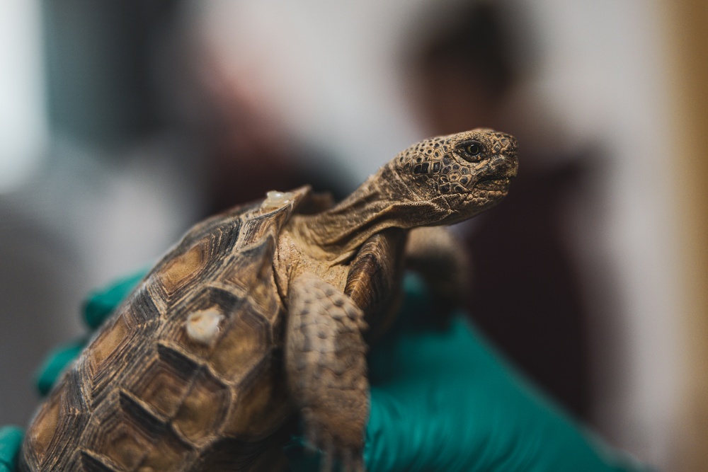 The Combat Center relocated 107 tortoises from the TRACRS facility back to the wild