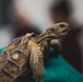 The Combat Center relocated 107 tortoises from the TRACRS facility back to the wild