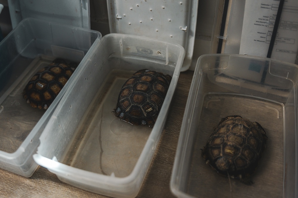 The Combat Center relocated 107 tortoises from the TRACRS facility back to the wild