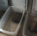 The Combat Center relocated 107 tortoises from the TRACRS facility back to the wild