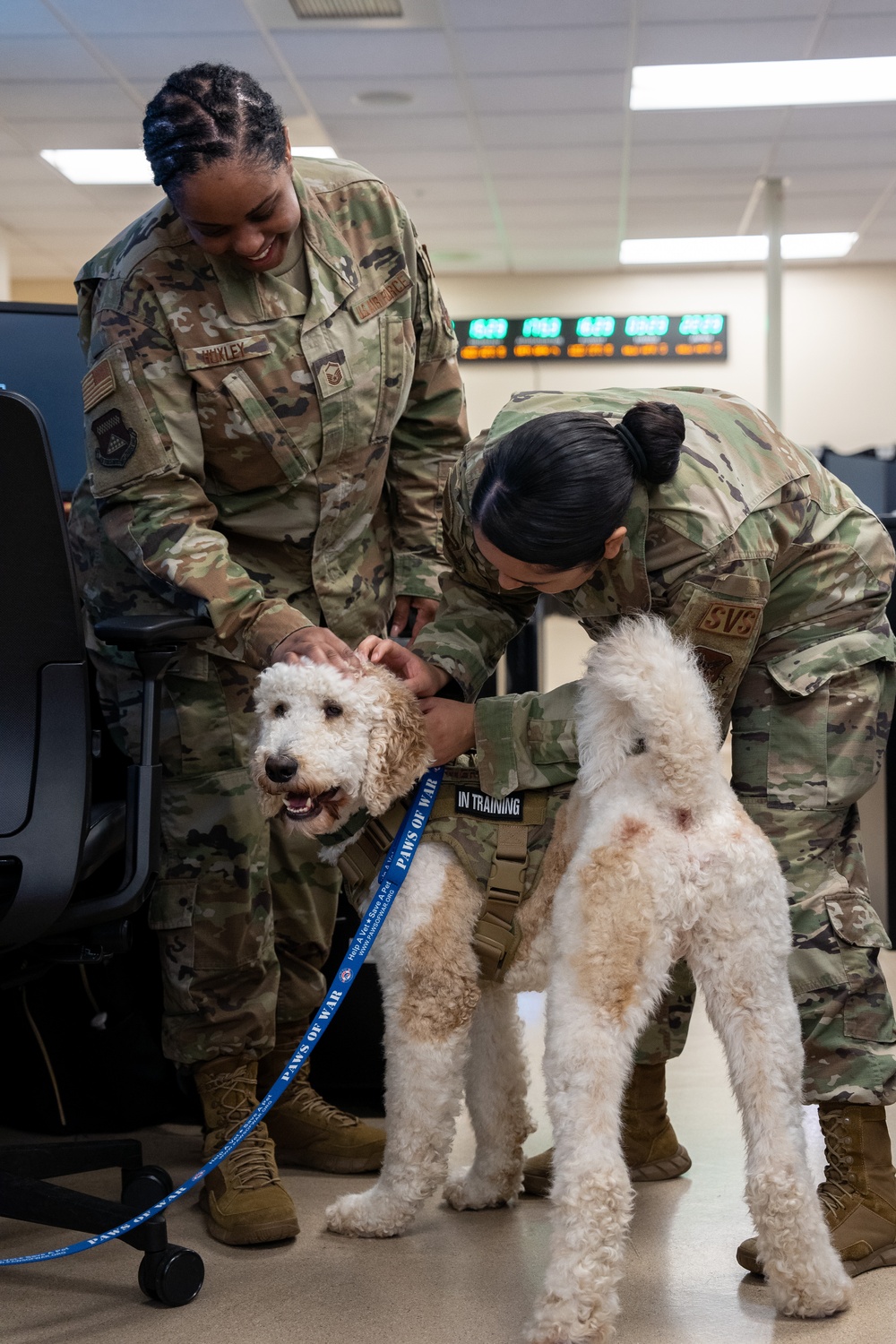 Air Force Mortuary Affairs Operations therapy dog in training