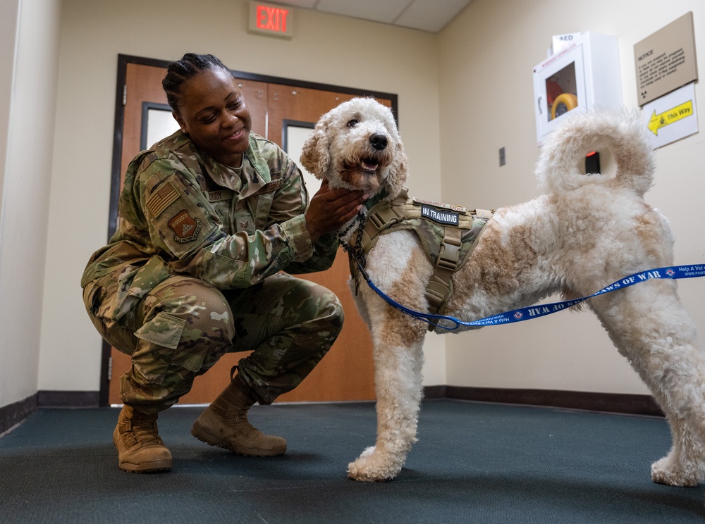 Air Force Mortuary Affairs Operations therapy dog in training