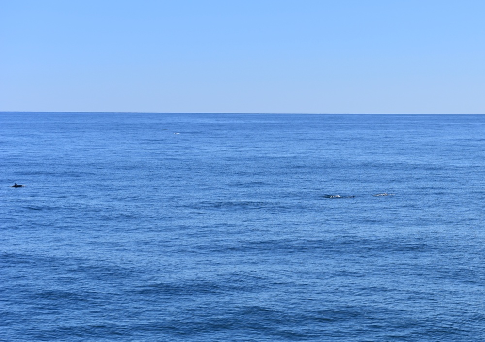 Coast Guard officer candidates view dolphin pod aboard USCGC Eagle while underway in the Atlantic Ocean