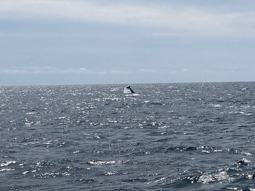 Whale seen from USCGC Eagle while underway in Atlantic Ocean