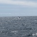 Whale seen from USCGC Eagle while underway in Atlantic Ocean