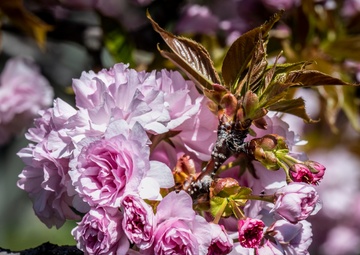 Spring is Blooming Around Walter Reed!