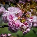 Spring is Blooming Around Walter Reed!