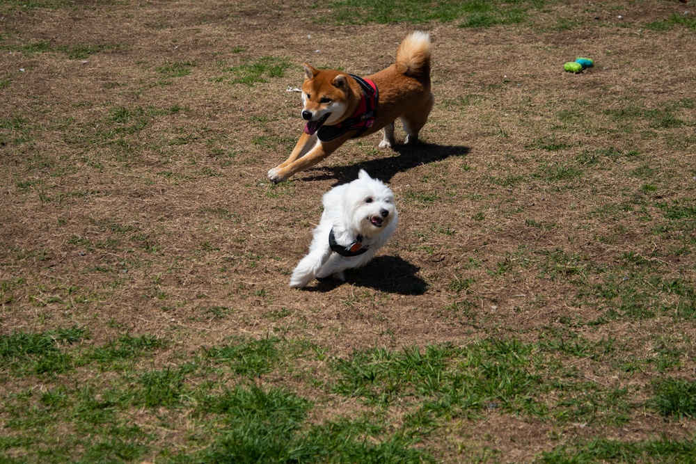 DVIDS - Images - USO Pet Day [Image 1 of 8]