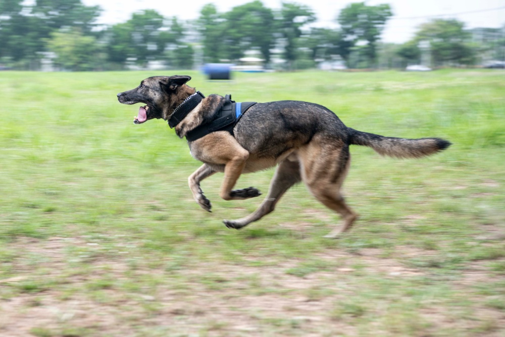 USAF and PAF Military Working Dog Demonstration