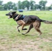 USAF and PAF Military Working Dog Demonstration