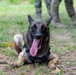 USAF and PAF Military Working Dog Demonstration